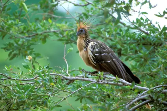 Framed Print : South America, Ecuador, Hoatzin (Opisthocomus hoazin) Framed Print : South America, Ecuador, Hoatzin (Opisthocomus hoazin)