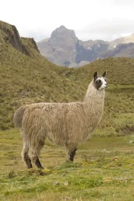 Framed Print : South America, Ecuador. Llama (Llama glama), Cajas National Park (Parque Nacional El Cajas) Framed Print : South America, Ecuador. Llama (Llama glama), Cajas National Park (Parque Nacional El Cajas)