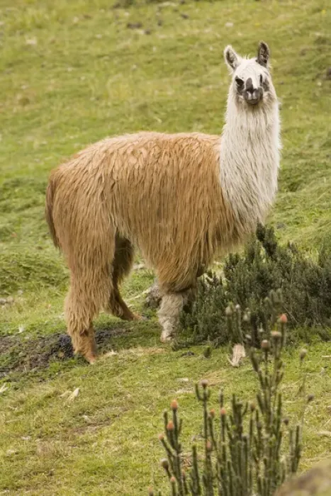 Framed Print : South America, Ecuador. Llama (Llama glama), Cajas National Park (Parque Nacional El Cajas)