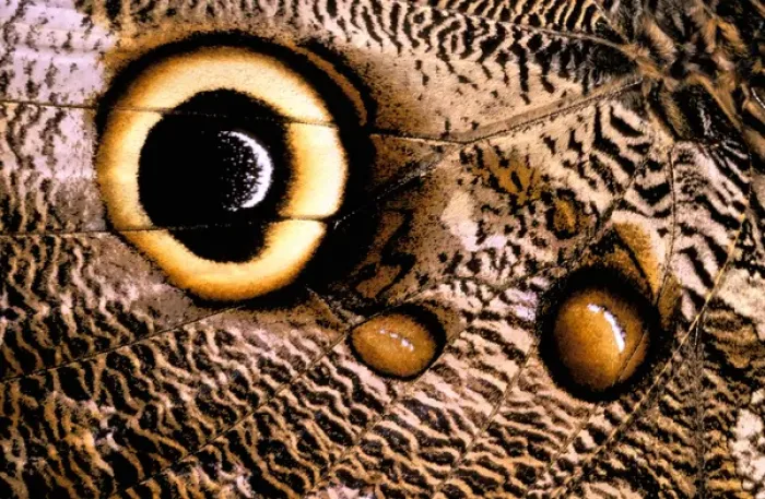 Framed Print : South America, Ecuador. Owl butterfly wing (Caligo sp)