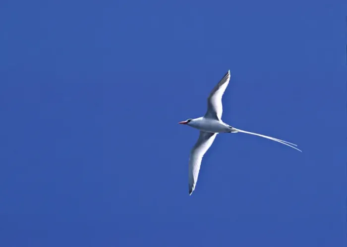 Framed Print : South America, Ecuador, Pacific Ocean, Galapagos Islands. Red-billed Tropicbird Framed Print : South America, Ecuador, Pacific Ocean, Galapagos Islands. Red-billed Tropicbird