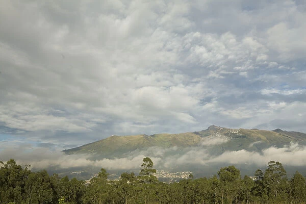 South America, Ecuador, Pichincha province, Quito. Eucalyptus trees and grasses with