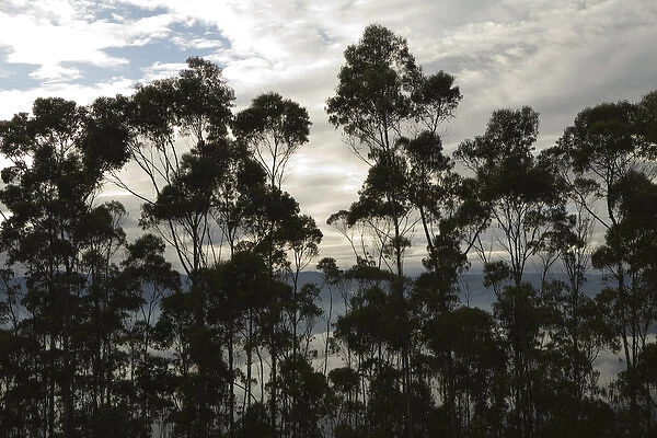 South America, Ecuador, Pichincha province, Quito. Eucalyptus trees