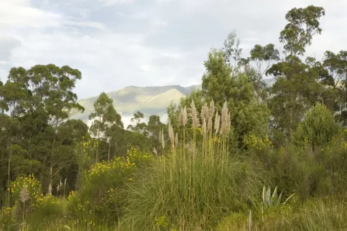 Framed Print : South America, Ecuador, Pichincha province, Quito. Eucalyptus trees and grasses with Framed Print : South America, Ecuador, Pichincha province, Quito. Eucalyptus trees and grasses with