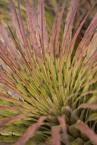 South America, Ecuador. Puya bromeliad, Cajas National Park (Parque Nacional El Cajas)