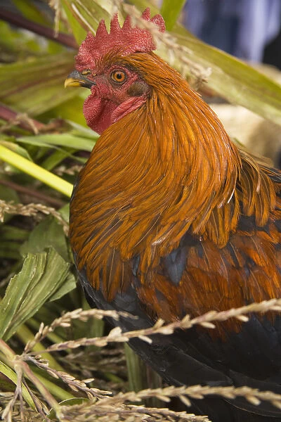 South America, Ecuador, Saquisili, roosters for sale at weekly food and crafts market
