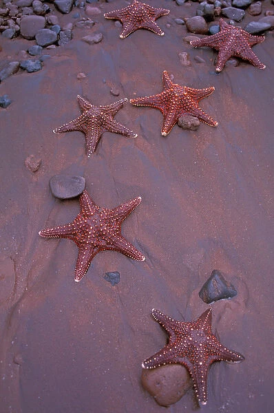 South America, Ecudador, Galapagos Islands, Rabida Island. Sea stars on red sand beach