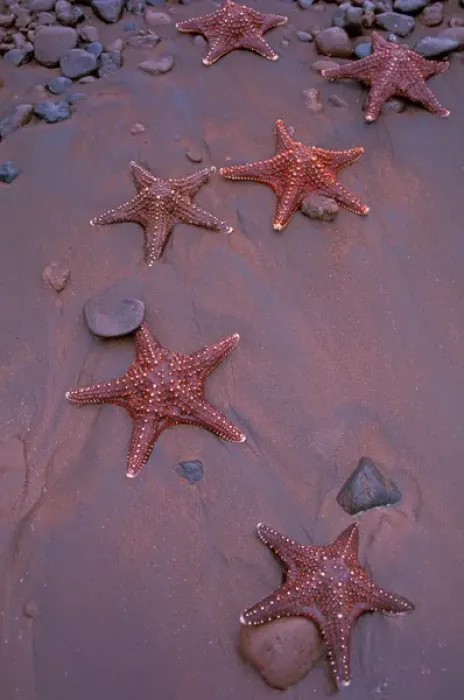 Framed Print : South America, Ecudador, Galapagos Islands, Rabida Island. Sea stars on red sand beach