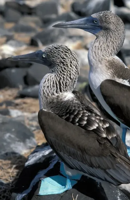 Framed Print : South America, Ecudador, Galapagos Islands. Blue Footed Boobies (Sula nebouxii)