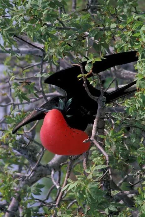 Framed Print : South America, Ecudador, Galapagos Islands. Great Frigatebird (Fregata minor) male