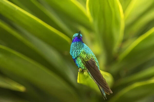 South America, Equador, Nono. Sparkling violet-ear on leaf