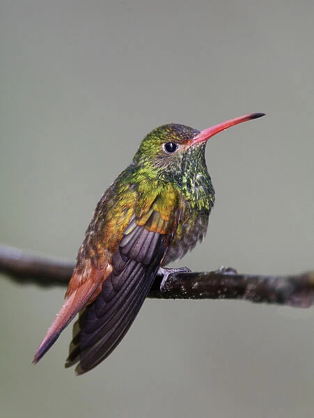 South America, Equador, Tandayapa Bird Lodge. Close-up of rufous-tailed hummingbird on limb