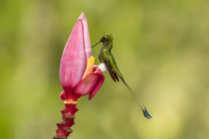 Framed Print : South America, Equador, Tandayapa Bird Lodge. Booted racket-tail feeding on flower