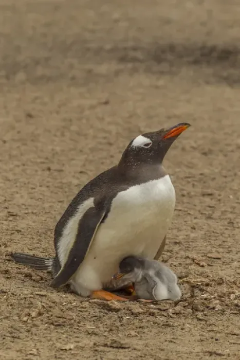 Framed Print : South America, Falkland Islands, Saunders Island. Gentoo penguin adult with chick