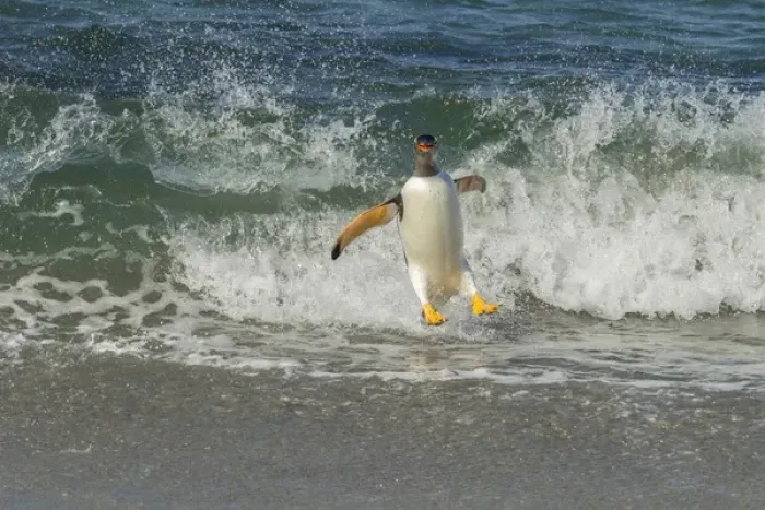 Framed Print : South America, Falkland Islands, Sea Lion Island. Gentoo penguin surfing on shore Framed Print : South America, Falkland Islands, Sea Lion Island. Gentoo penguin surfing on shore