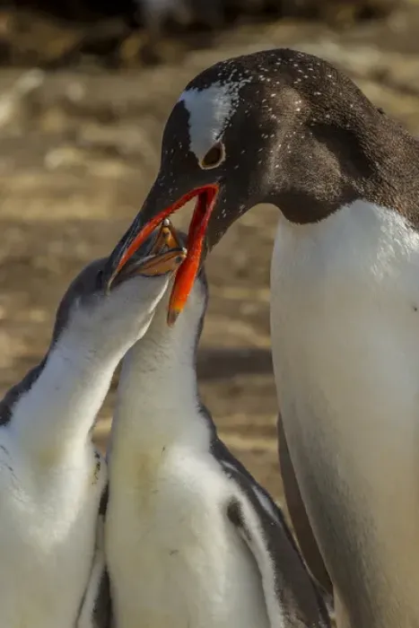 Framed Print : South America, Falkland Islands, Sea Lion Island. Gentoo penguin adult feeding chicks