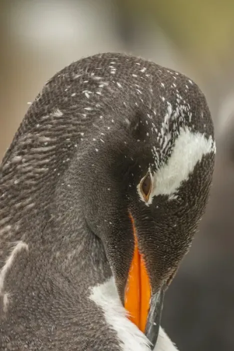 Framed Print : South America, Falkland Islands, Bleaker Island. Gentoo penguin adult preening. Credit as