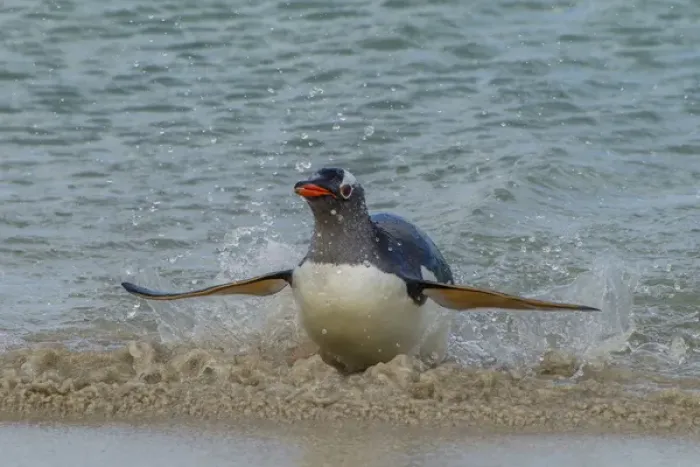 Framed Print : South America, Falkland Islands, Bleaker Island. gentoo penguin surfing Credit as Framed Print : South America, Falkland Islands, Bleaker Island. gentoo penguin surfing Credit as