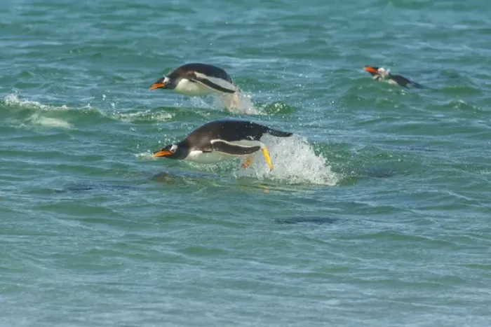 Framed Print : South America, Falkland Islands, Sea Lion Island. Gentoo penguins porpoising in ocean