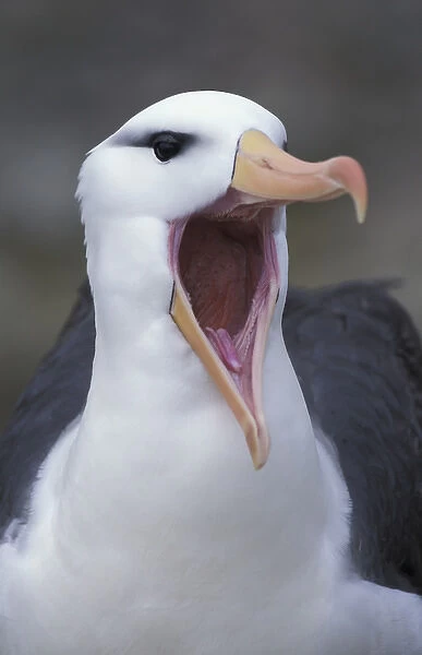 South America, Falkland Islands Black-browed albatross (Diomedea melanophris) close-up
