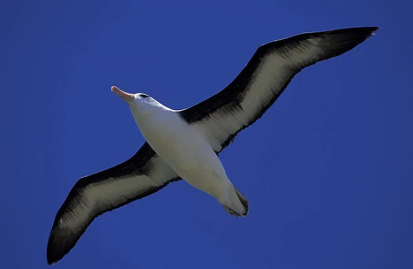 South America, Falkland Islands Black-browed albatross (Diomedea melanophris)