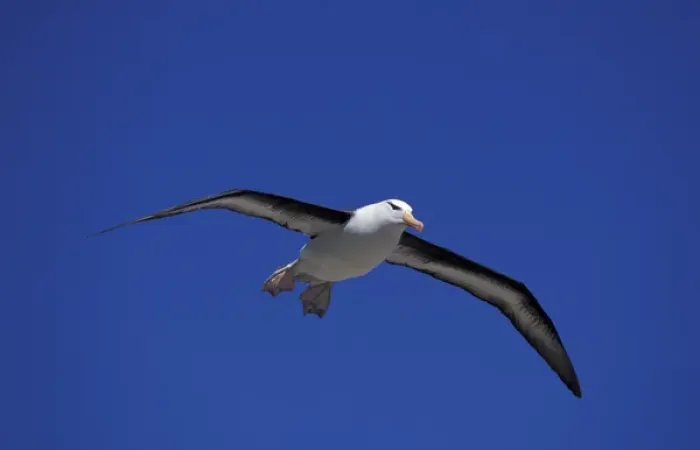 Framed Print : South America, Falkland Islands Black-browed albatross (Diomedea melanophris) Framed Print : South America, Falkland Islands Black-browed albatross (Diomedea melanophris)