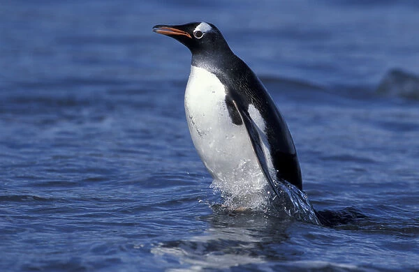 South America, Falkland Islands Gentoo penguin (Pygoscelis papua) walking in shallow