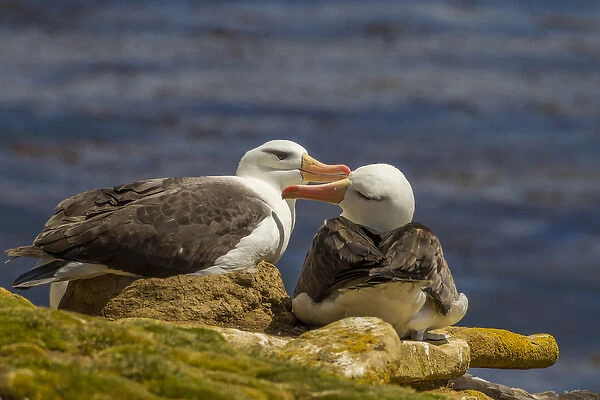 South America, Falkland Islands, Saunders Island. Black-browed albatross pair preening each other