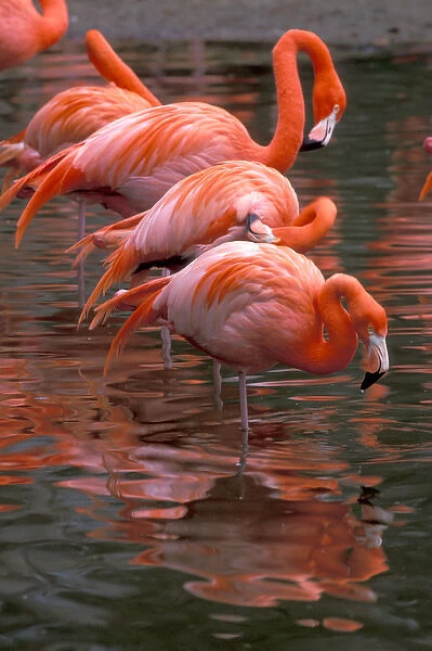 South America. Flamingos