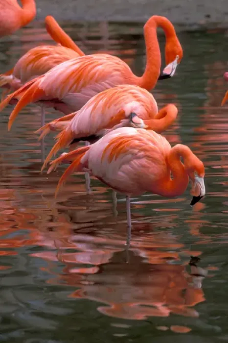 Framed Print : South America. Flamingos Framed Print : South America. Flamingos