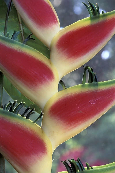 South America, Heliconia (Heliconia Stricta)