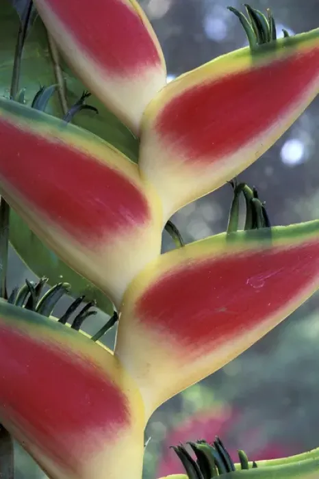 Framed Print : South America, Heliconia (Heliconia Stricta)