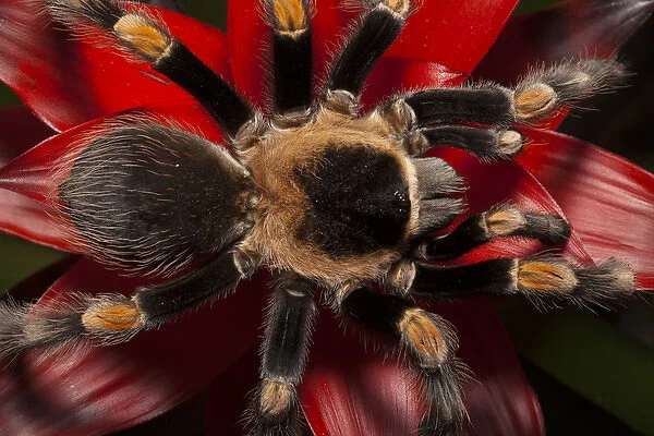 South America, Mexico. Close-up of a red-knee tarantula. Credit as: Dennis Flaherty