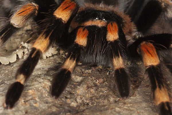 South America, Mexico. Close-up of red knee tarantula