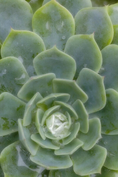 South America, Mexico. Close-up of succulent plant with dew drops