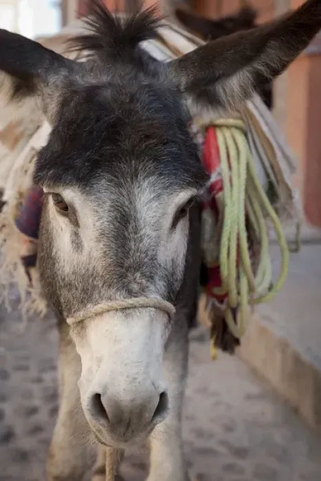 Framed Print : South America, Mexico, San Miguel de Allende. Frontal close-up of donkey carrying load Framed Print : South America, Mexico, San Miguel de Allende. Frontal close-up of donkey carrying load