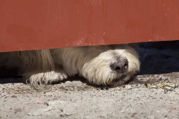 Framed Print : South America, Mexico, San Miguel de Allende. Close-up of dog with nose under door Framed Print : South America, Mexico, San Miguel de Allende. Close-up of dog with nose under door