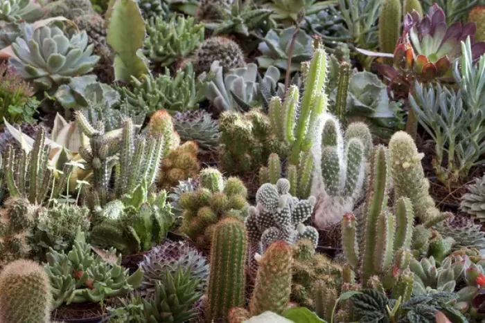 Framed Print : South America, Mexico, San Miguel de Allende. Cacti on display as part of Candelaria Festival Framed Print : South America, Mexico, San Miguel de Allende. Cacti on display as part of Candelaria Festival