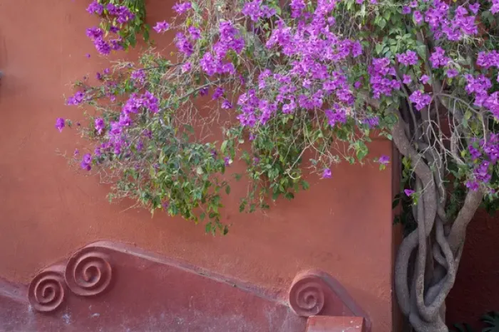 Framed Print : South America, Mexico, San Miguel de Allende. Bouganvilla tree next to wall. Credit as Framed Print : South America, Mexico, San Miguel de Allende. Bouganvilla tree next to wall. Credit as