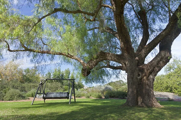 South America, Mexico, Tecate. Bench swing under large tree at Rancho La Purerta