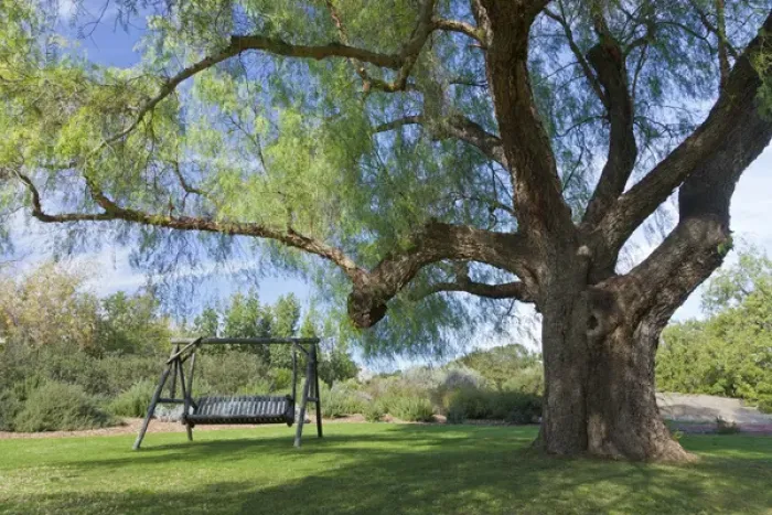 Framed Print : South America, Mexico, Tecate. Bench swing under large tree at Rancho La Purerta Framed Print : South America, Mexico, Tecate. Bench swing under large tree at Rancho La Purerta