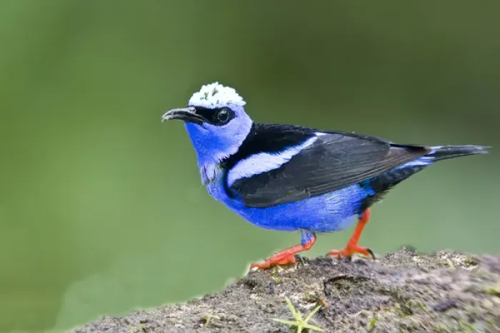Framed Print : South America, Panama. Close-up of red-legged honeycreeper on boulder. Credit as
