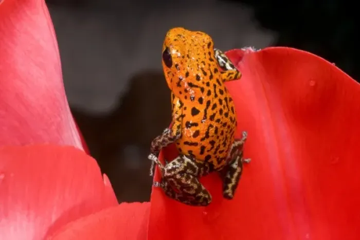 Framed Print : South America, Panama. Close-up of a variety of poison dart frog on red leaf