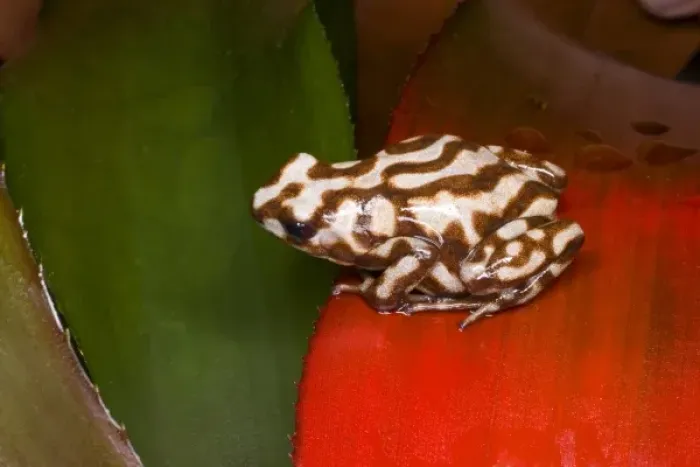 Framed Print : South America, Panama. Close-up of a variety of poison dart frog on red leaf Framed Print : South America, Panama. Close-up of a variety of poison dart frog on red leaf