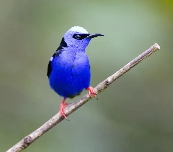Framed Print : South America, Panama, Panama Canal Zone. Close-up of red-legged honeycreeper bird on limb Framed Print : South America, Panama, Panama Canal Zone. Close-up of red-legged honeycreeper bird on limb