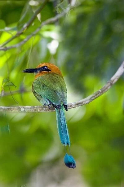 South America, Panama, Panama Canal Zone. Rear view of rufous mot mot bird on limb
