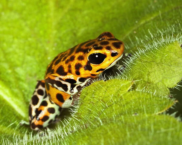 South America, Panama. Yellow form of poison dart frog on spiny plant. Credit as