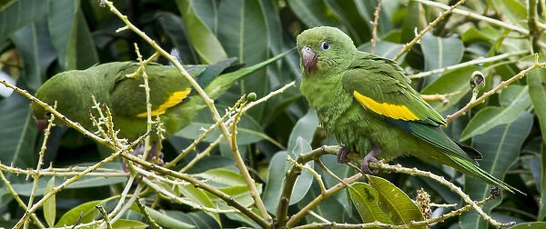 South America, The Pantanal Wetlands, Brazil, Two Yellow-chevroned Parakeet