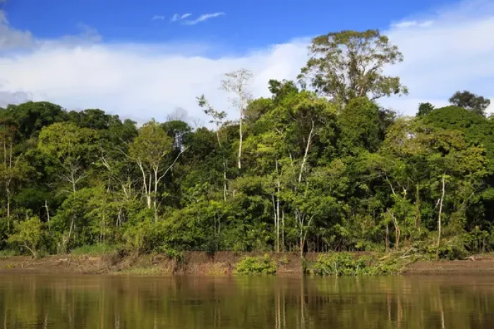 Framed Print : South America, Peru, Amazon. Peruvian Amazon Framed Print : South America, Peru, Amazon. Peruvian Amazon