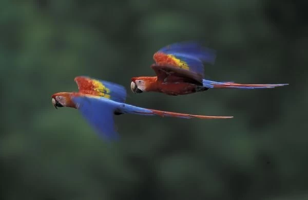 South America, Peru, Amazonia, Tambopata River. Scarlet macaws (Ara macao) flying
